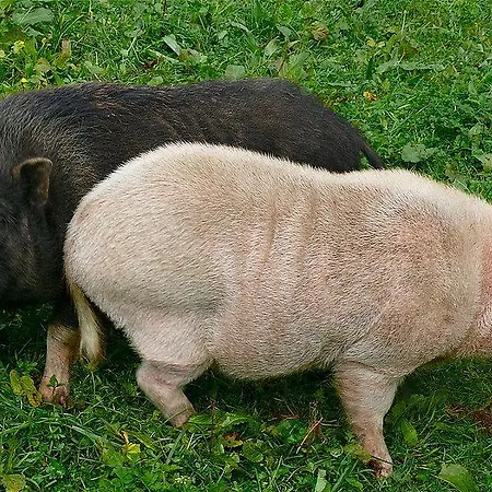 דירה Designer-chalets דינטן אם הוכקוניג